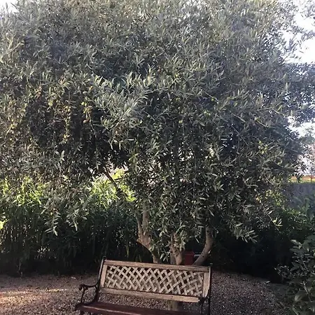 L Olivier Lägenhet Prades (Pyrenees-Orientales)